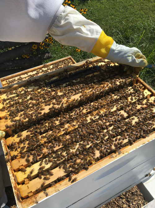 langstroth hive box with frames covered in bees