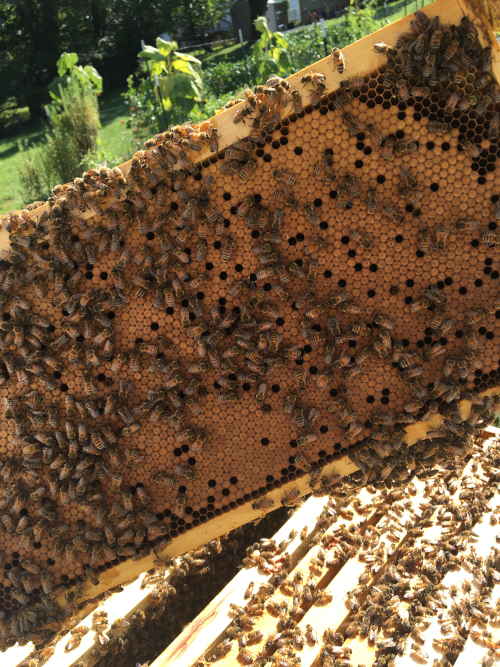 frame of capped worker brood with bees