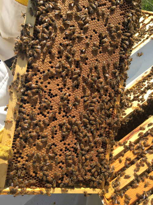 frame of capped worker brood with bees