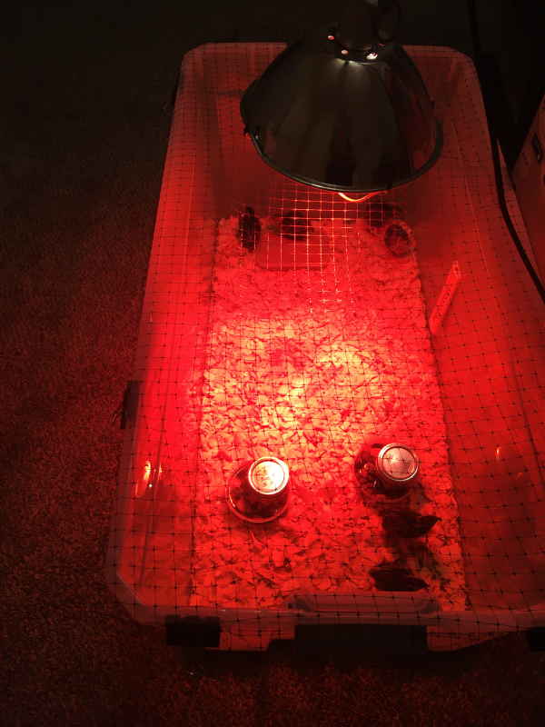 chicks in larger brooder with heat lamp