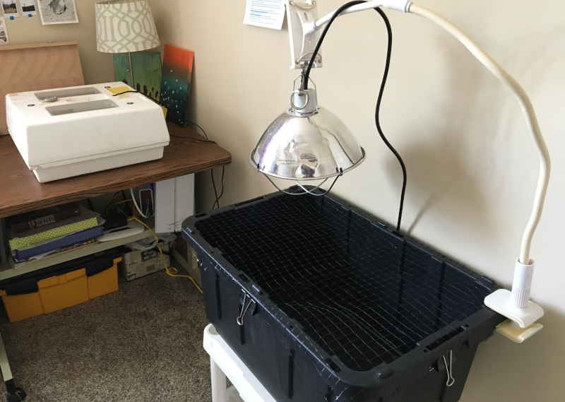 incubator and brooder setup