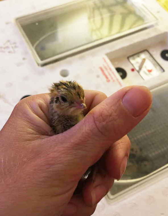 tiny chick in hand