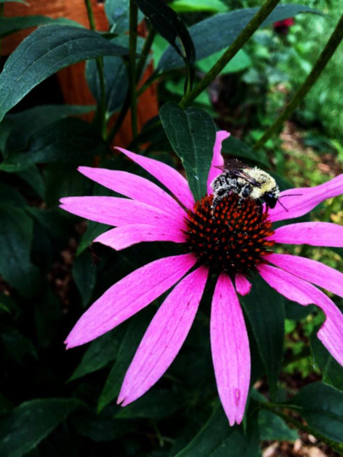 bumblebee covered in pollen on coneflower
