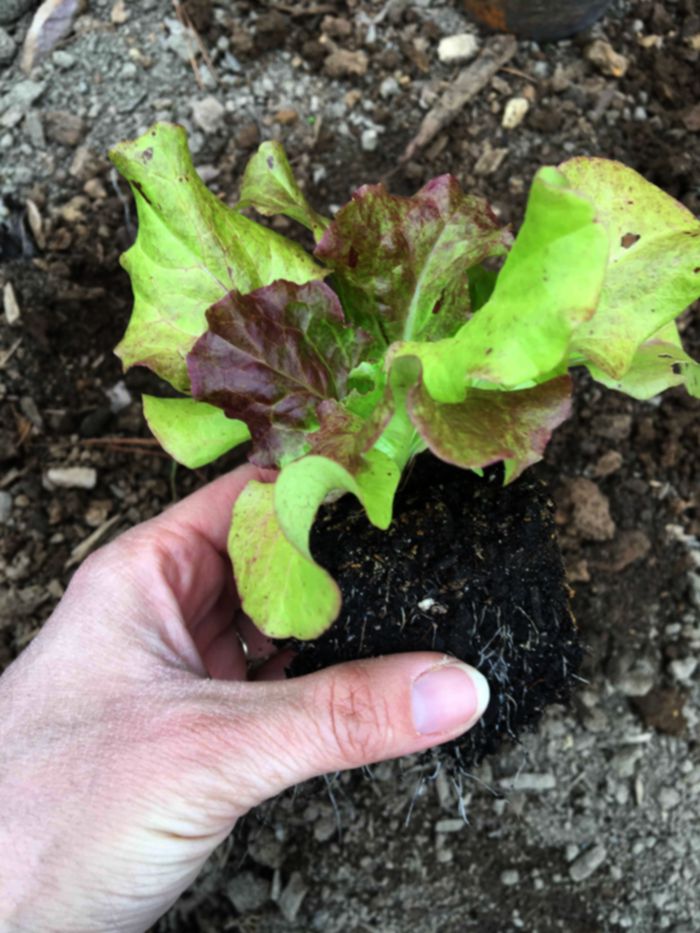 hand holding lettuce in soil block