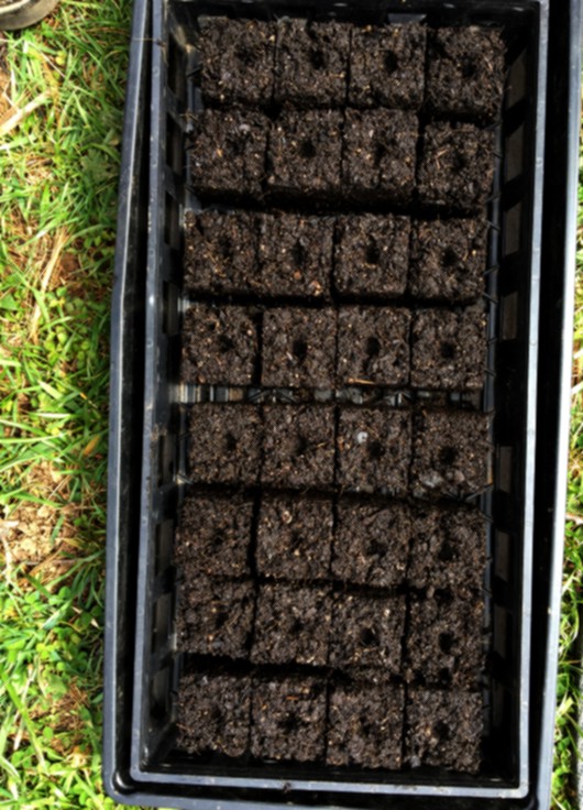 tray of soil blocks