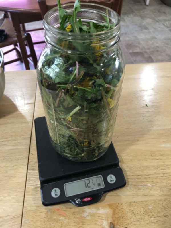 chopped plant material in jar on scale