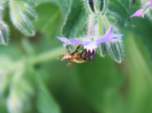 honeybee on borage