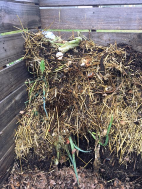 pallet compost bin with organic materials in a pile