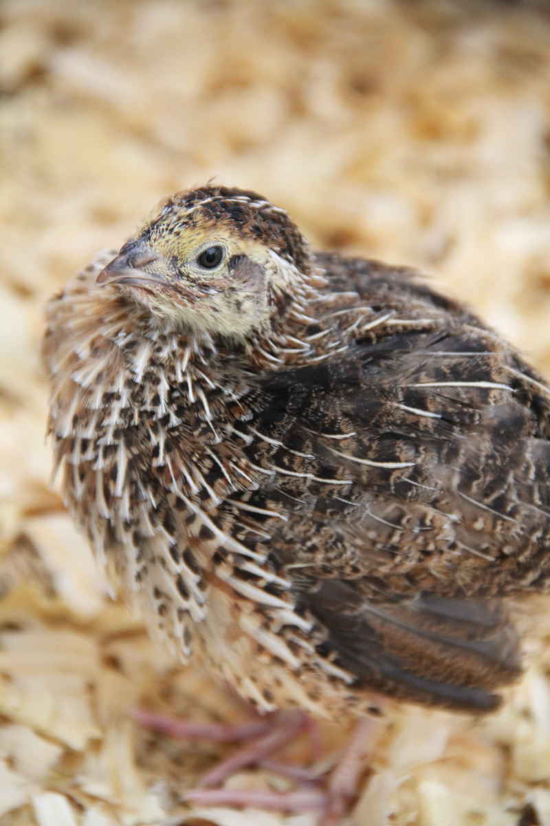 quail chick in incubator