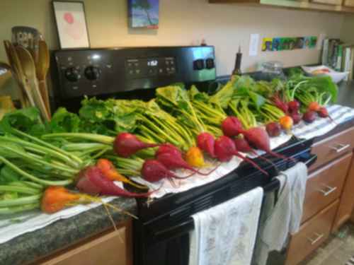 huge beets lined up on counter top in kitchen