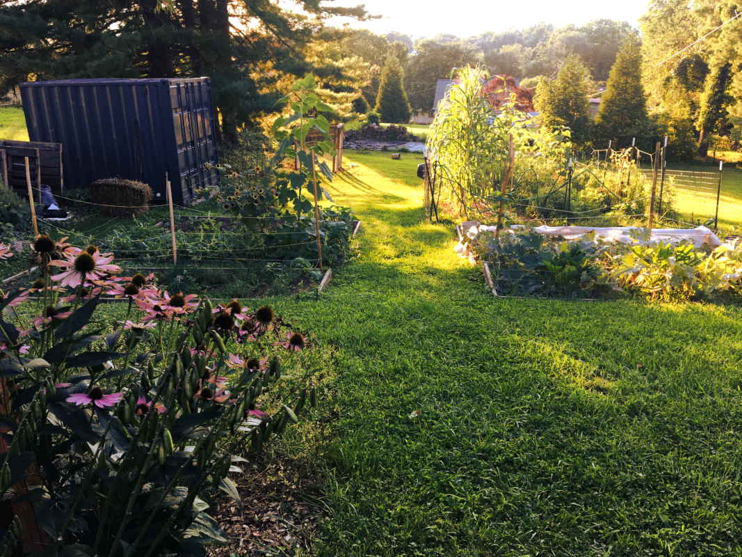 view of the gardens at sunset with coneflower in foreground