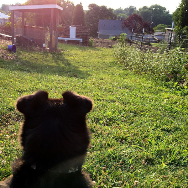 dog watching homestead