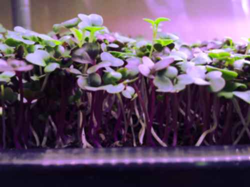 container of microgreens with label