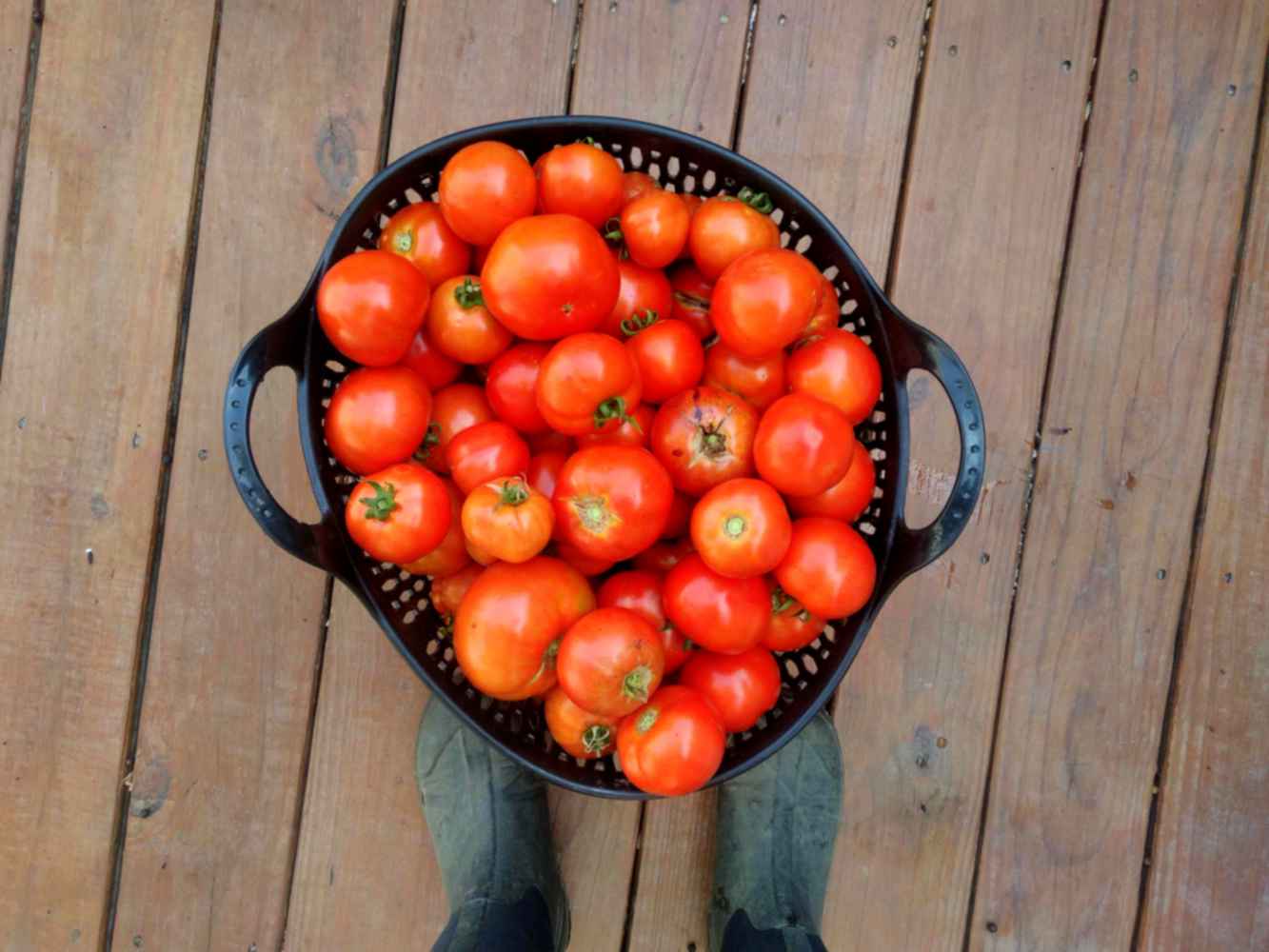 jars of stewed tomatoes