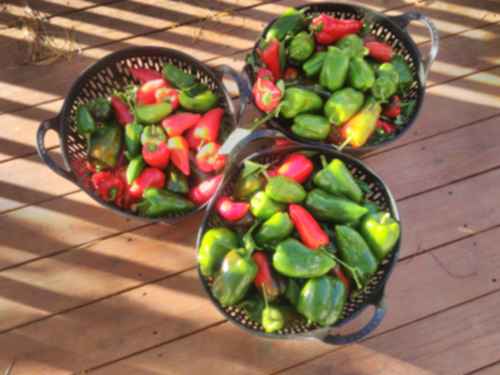 three baskets overflowing with sweet peppers