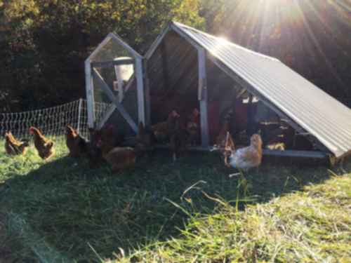 hens in a sunny pasture