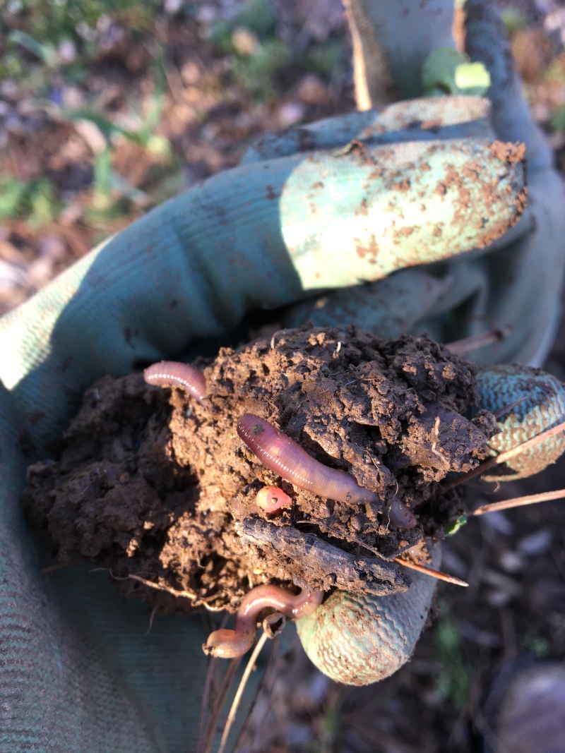gloved hand holding soil full of worms