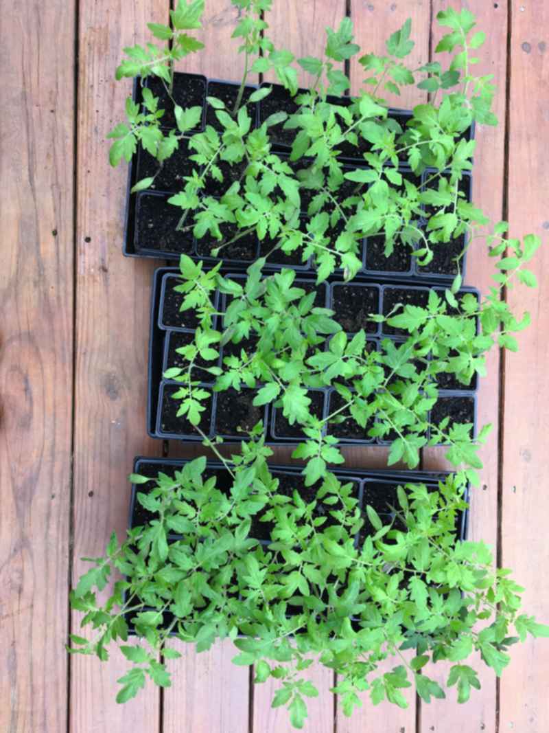 young tomato plants in trays