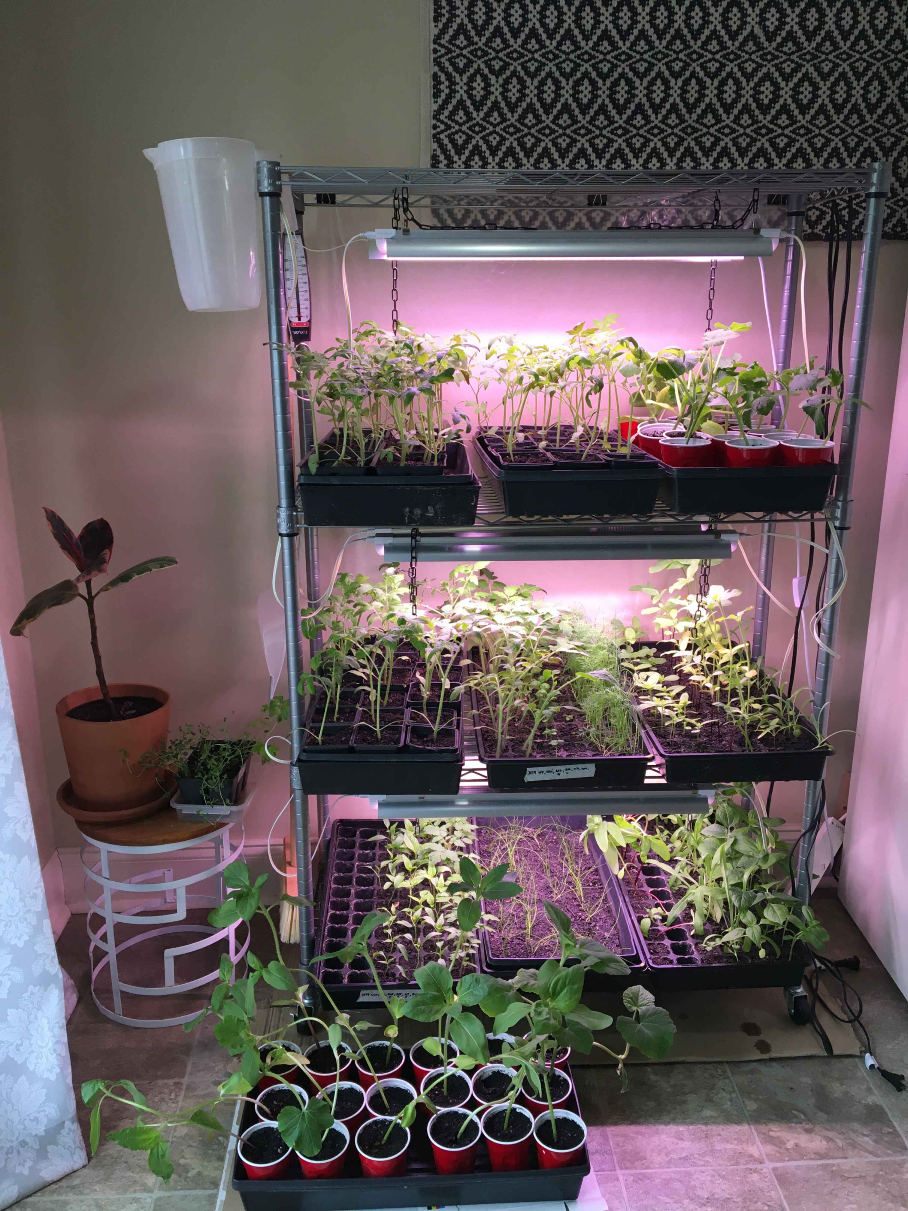 metal rack with plants and grow lights
