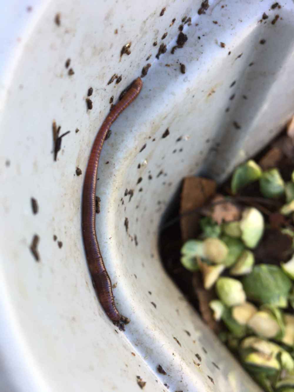 close up of Eisenia fetida red wriggler composting worm